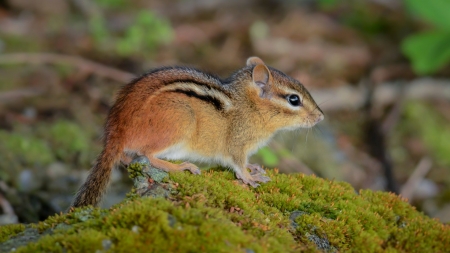 Chipmunk on Moss