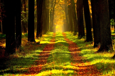 Forest path - path, yellow, autumn, geen, forest, orange, tree