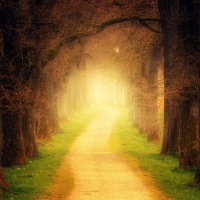 Forest path