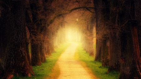 Forest path - path, yellow, foredt, autumn, green, johannes plenio, forest, tree