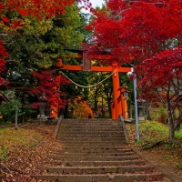 Torii Gate