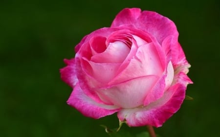 Flowers  - Rose, Pink, Petals, Flowers