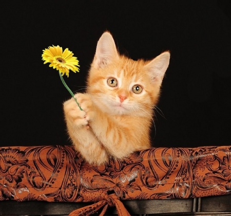 Gratulation - gratulation, animals, cats, kitten, flower