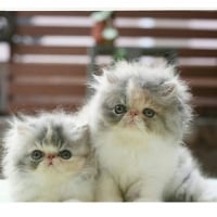 cute Persian twins kittens