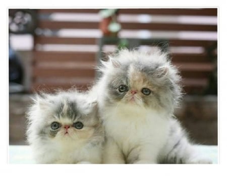 cute Persian twins kittens - kittens, Persian, twins, cats, animals