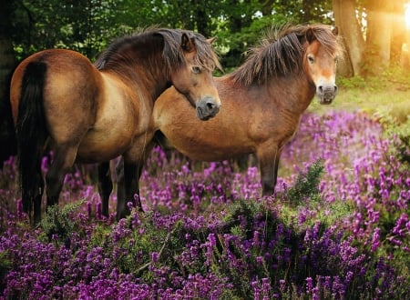 Ponies - pagan, purple, sunset, blossoms