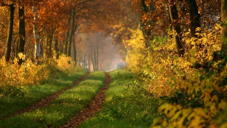 Autumn - nature, tree, autumn, path