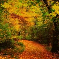 Autumn path