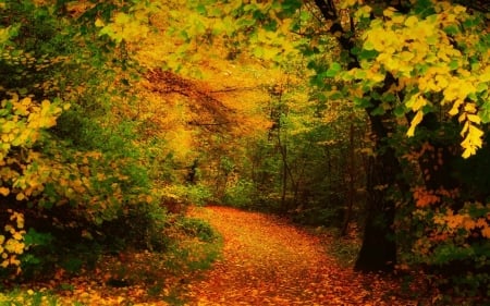 Autumn path - path, nature, tree, autumn