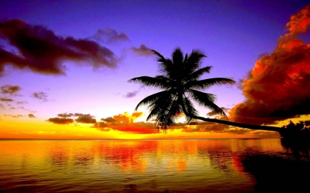 Vacation time - sky, sunset, palm, sea