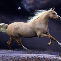 Majestic horse