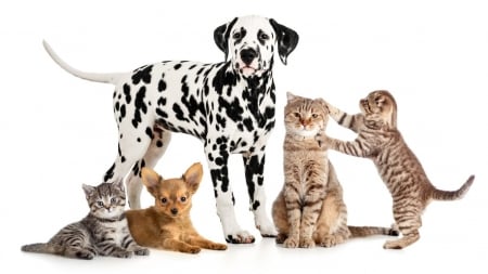 Cute friends - kitten, funny, dog, dalmatian, puppy, cat