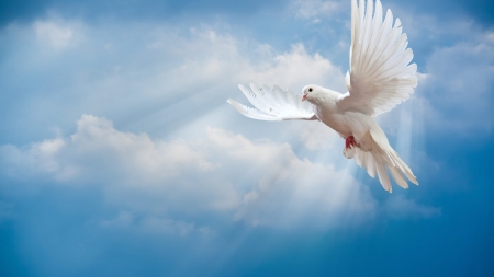 Pigeon - bird, pigeon, dove, peace, sky