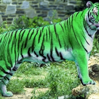 Beautiful Green Tiger