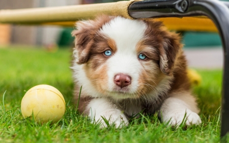 Puppy - summer, ball, dog, animal, paw, australian shepherd, cute, caine, puppy