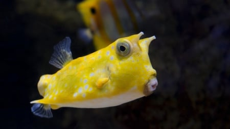 Longhorn Cowfish - cowfish, peste, yellow, summer, exotic, fish, vara