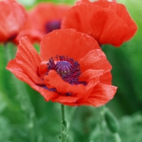 Poppy