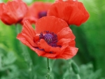 Poppy