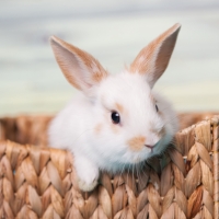 Bunny