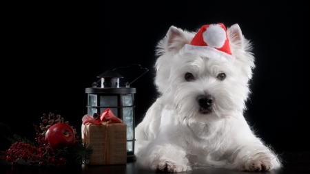 :-) - craciun, hat, puppy, black, christmas, white, santa, caine, dog, animal, cute