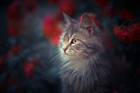 Cat - animal, pisici, cat, red