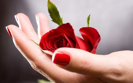 Happy Rose Day - fingers, rose, flower, hand