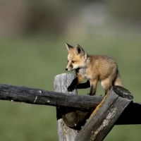 Little Fox