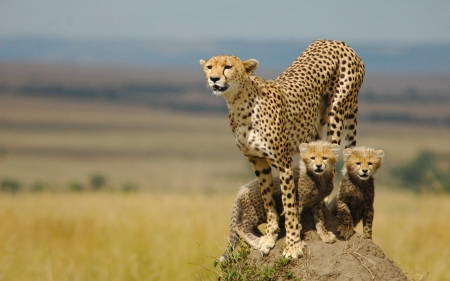 Cheetah family - predator, cub, wild, animal, cheetah