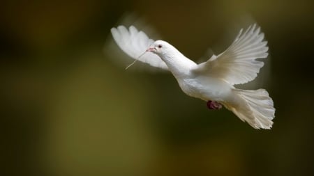 Peace bird - animal, flight, dove, peace