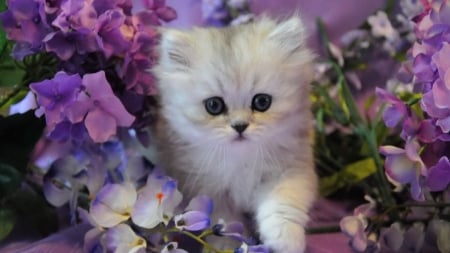 Cutte kitten - animal, cat, flower, kitten