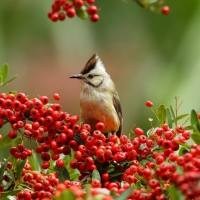 Autumn bird