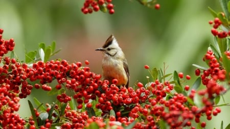 Autumn bird - nature, autumn, berry, bird, fruit