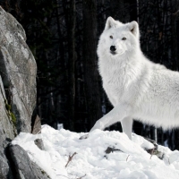 White eolf