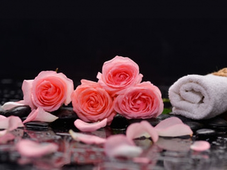 Pink Roses - towel, flowers, roses, petals