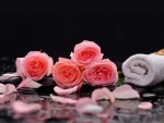 Pink Roses