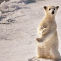 Polar bear cub