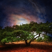 Tree at night