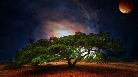 Tree at night - moon, fantasy, night, tree