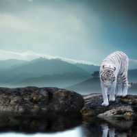 White Tiger