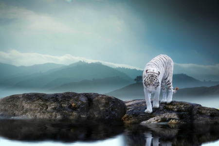 White Tiger - nature, tiger, animals, rocks