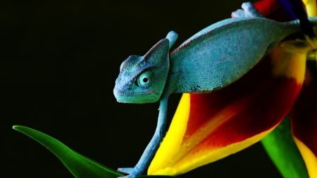 chameleon - animal, lizard, reptile, chameleon