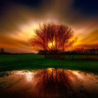 Tree Reflection in the Sunset