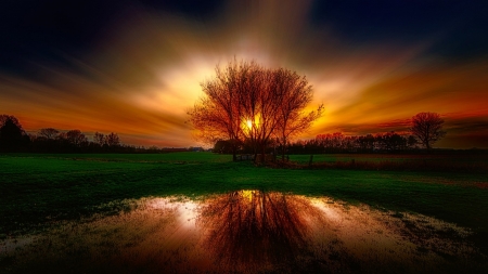 Tree Reflection in the Sunset