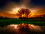 Tree Reflection in the Sunset