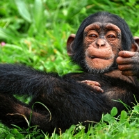 Chimpanzee