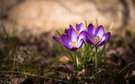 Crocuses - flowers, spring, nature, crocuses