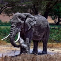 Elephants in Serengeti National Park