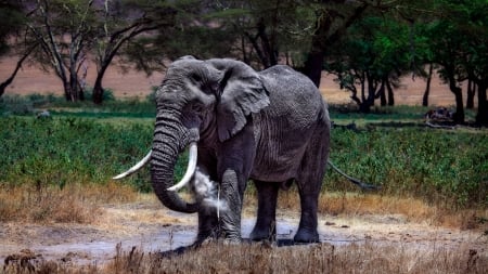 Elephants in Serengeti National Park - wildlife, elephants, park, serengeti, animal, national