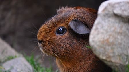 Guinea Pig - wildlife, guinea pig, animal, nature