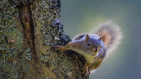 Squirrel - wildlife, animal, squirrel, mammal